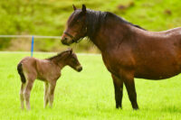 Wry Nose (Facial Deviation) in Horses: Anatomy, Risk Factors & Treatment