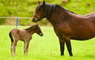 wry-nose-in-horses