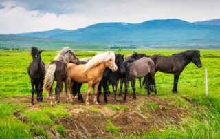 3-fs-equine-welfare