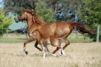 Australian Stock Horse Breed Guide: Characteristics, Health & Nutrition