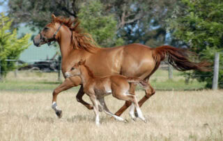 australian-stock-horse-breed-guide