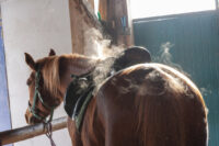 Hot vs. Freeze Branding in Horses: Alternatives, Regulations & Welfare Concerns