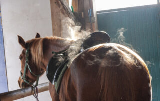 branding and equine welfare