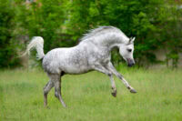 Cerebellar Abiotrophy in Horses: Symptoms, Risk Factors & Prognosis