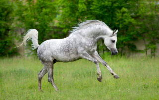 cerebellar abiotrophy in horses