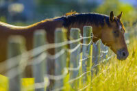 Constipation in Horses & Straining to Defecate (Tenesmus): Signs, Causes & Treatments