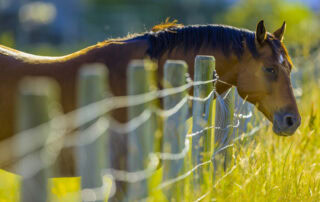 constipation in horses