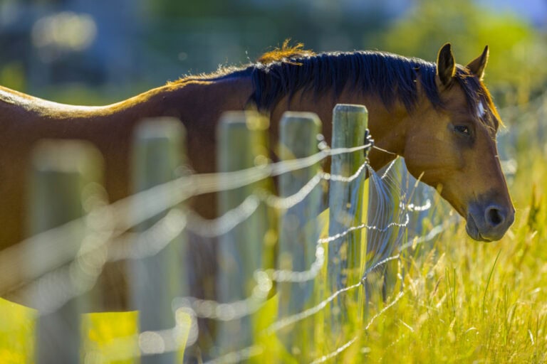 constipation in horses