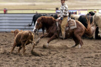 Cutting Horses: History, Equestrian Competition & Rules – [Discipline Guide]