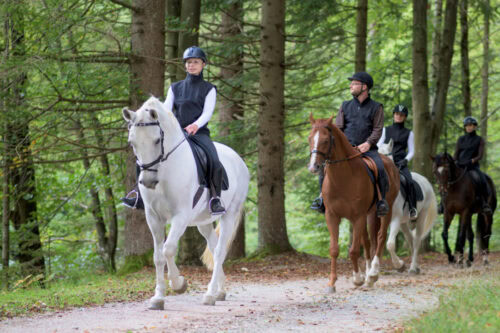 endurance-horse-sports-injuries