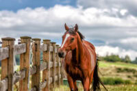 Protein Bumps on Horses (Eosinophilic Granulomas): Causes, Treatment & Prognosis