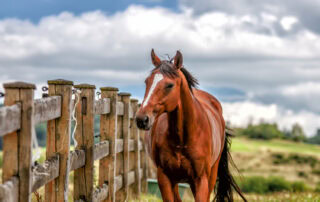 eosiniphilic-granulomas-in-horses