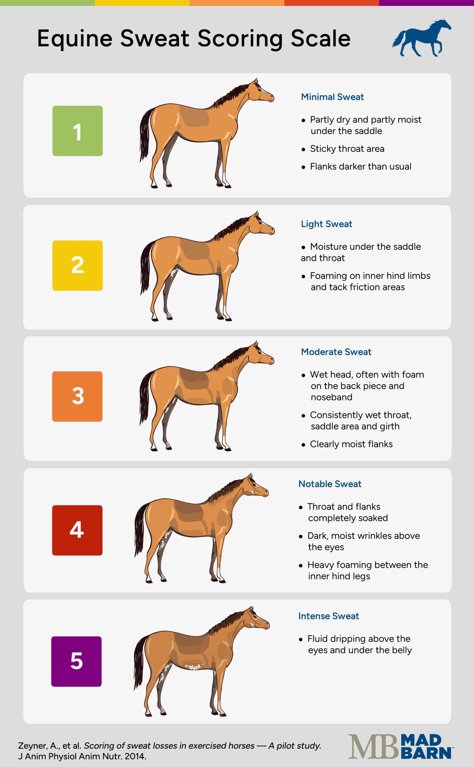 Equine Sweat Scoring Scale