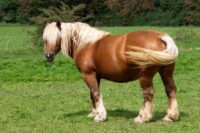 Fat Pads (Regional Adiposity) in Horses: Risk Factors, Causes & Treatment