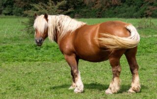 fat-pads-in-horses