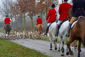 Fox Hunting on Horses: History, Procedures & Organizations – [Discipline Guide]