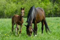 When to Geld My Horse? Castration Procedure, Complications & Aftercare