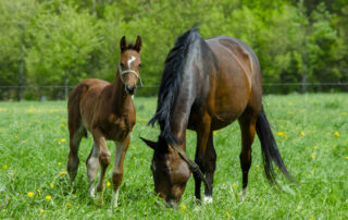 guide-to-equine-castration