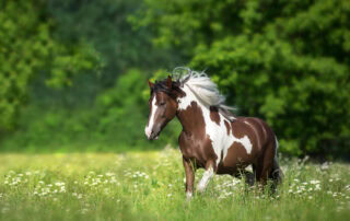 hepatitis in horses