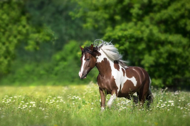 hepatitis in horses