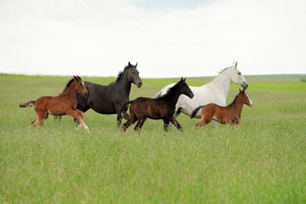 Horse Coat Colors, Dilutions & Patterns – Genetics Guide