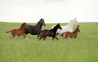 horse colour genetics guide