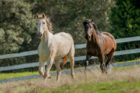 Inguinal (Scrotal) Hernias in Horses: Causes, Risk Factors & Treatment