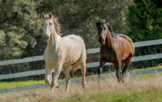 inguinal-hernias-in-horses
