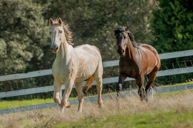 inguinal-hernias-in-horses