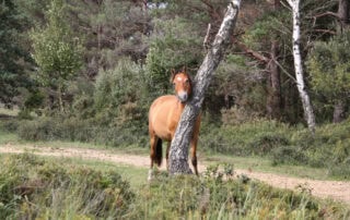 itching-in-horses