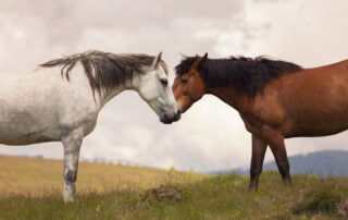 jaw-swelling-in-horses