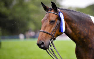 nosebands-and-horse-training