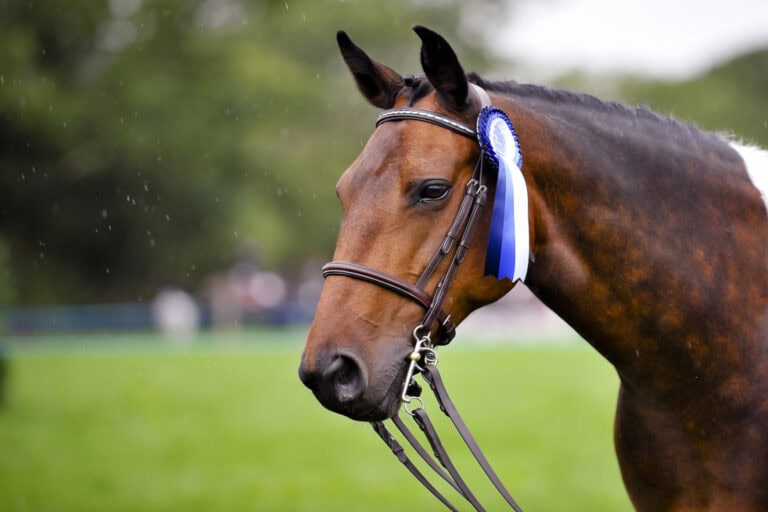 nosebands-and-horse-training