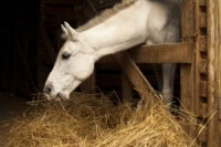 Why is My Horse Dropping Feed or Hay? Quidding Causes, Symptoms & Treatment