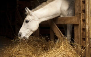 quidding-in-horses