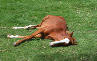 recumbency-in-horses