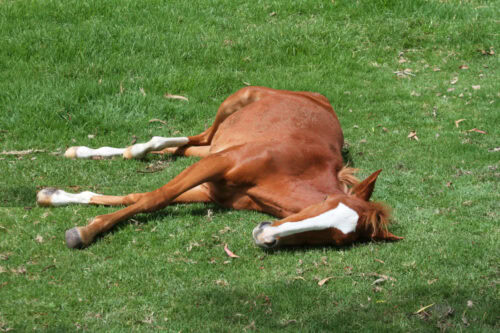 recumbency-in-horses