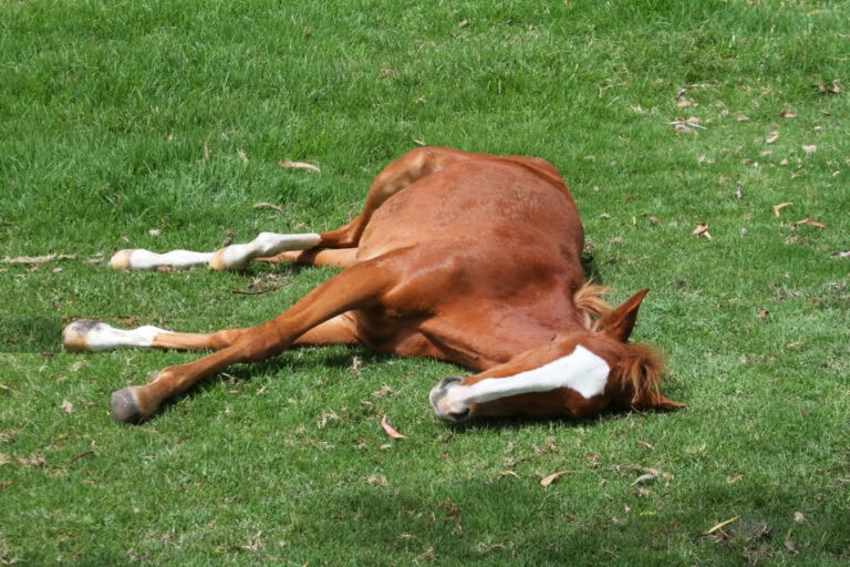 recumbency-in-horses