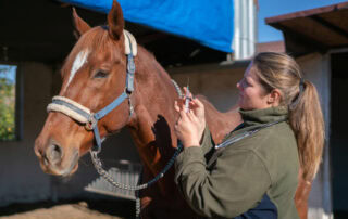 sedation-in-horses