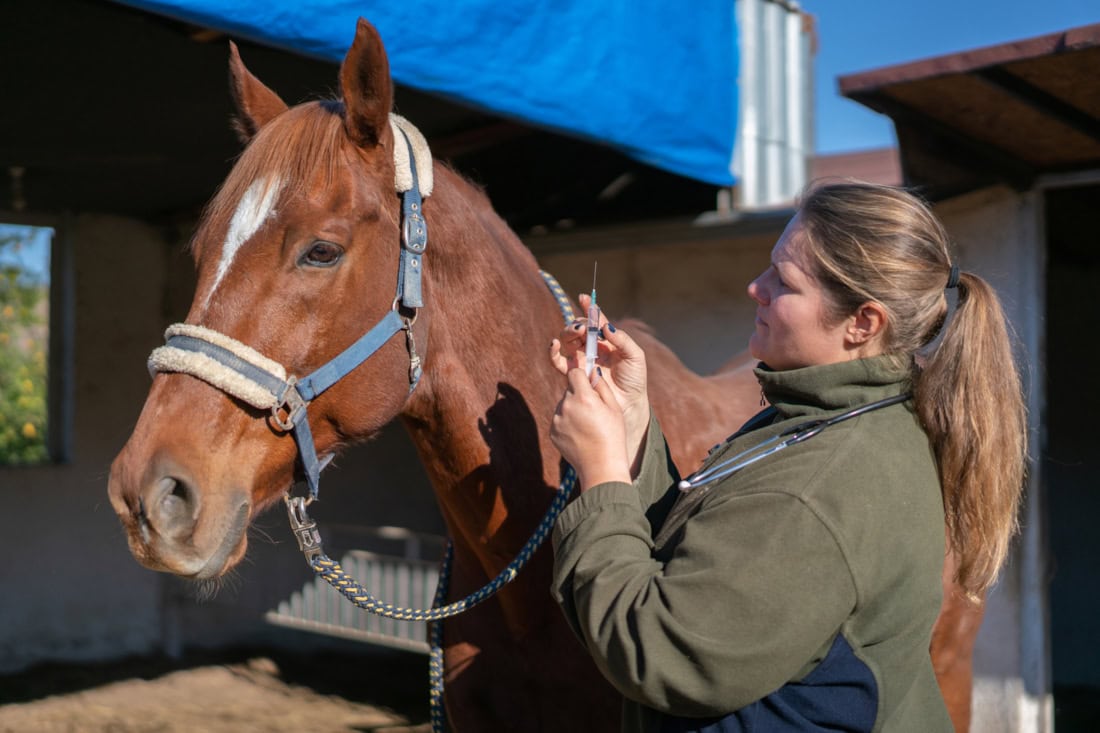 Knee Lameness and Pain in Horses Causes, Treatment & Prevention Mad Barn