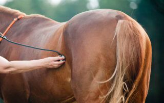 small intestine volvulus in horses