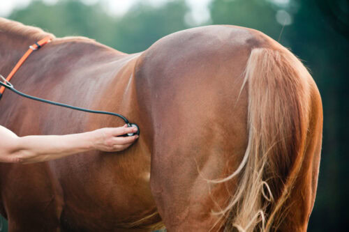 small intestine volvulus in horses