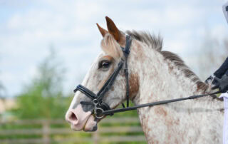 spooking-in-horses