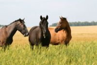 Are Tick Bites Dangerous for Horses? Complete Guide to Equine Tick-Borne Disease & Prevention