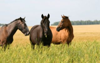 tick-bites-in-horses