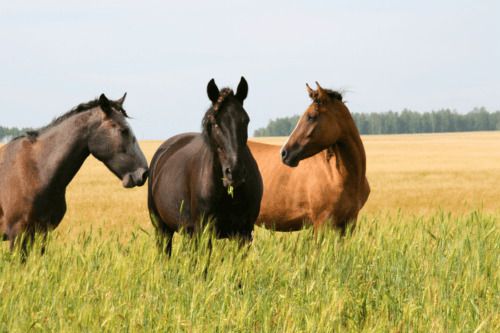 tick-bites-in-horses