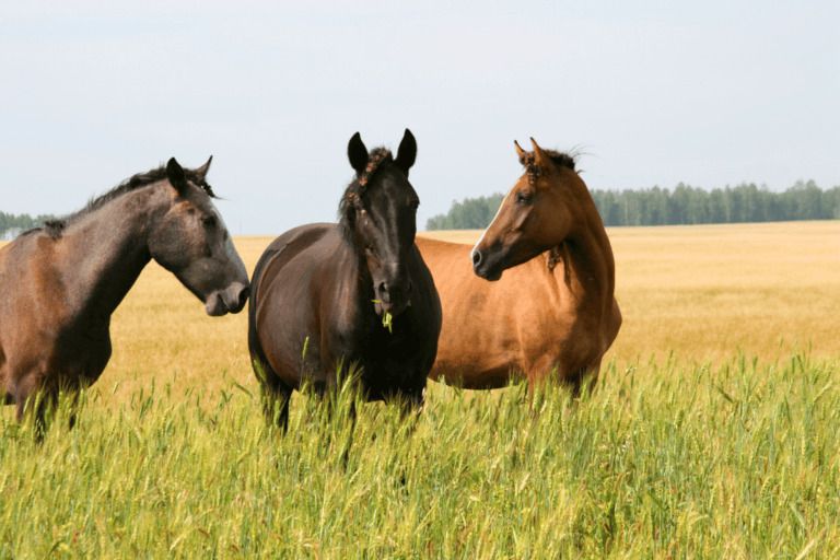 tick-bites-in-horses
