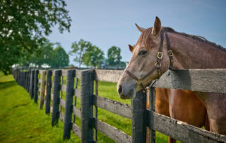 warts in horses