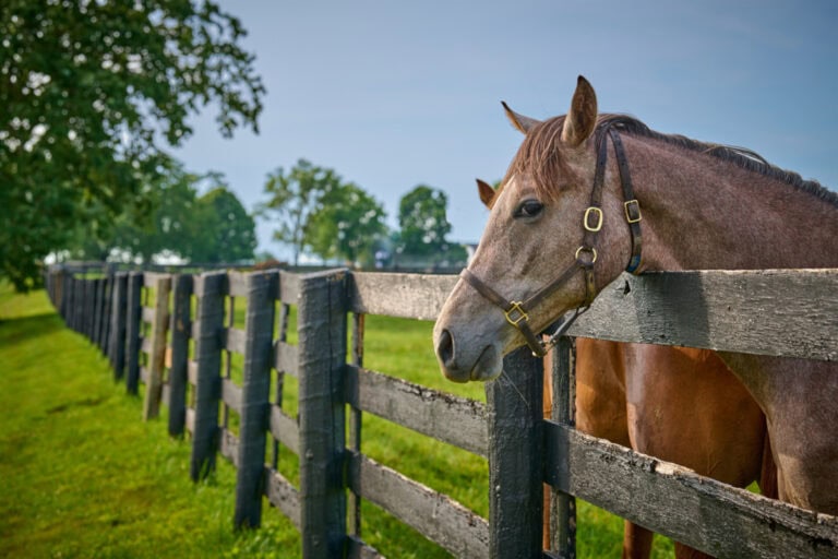 warts in horses