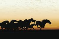 How Fast Can Horses Run? Top Breeds, Record Speeds & Performance Factors